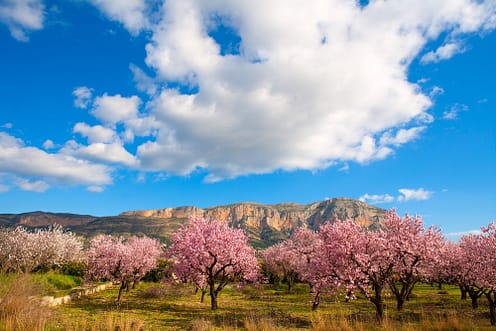 The Beckham Law Costa Blanca - TheAgencyRE Costa Blanca.