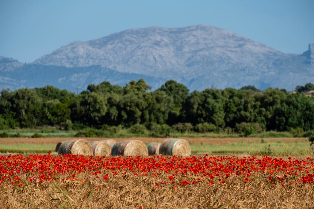Spring poppies in the countryside of ArtĂ | The AgencyRE Mallorca
