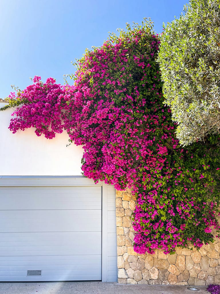 Residential area of Santa Ponca with beautiful Bougainvillea flower tree
