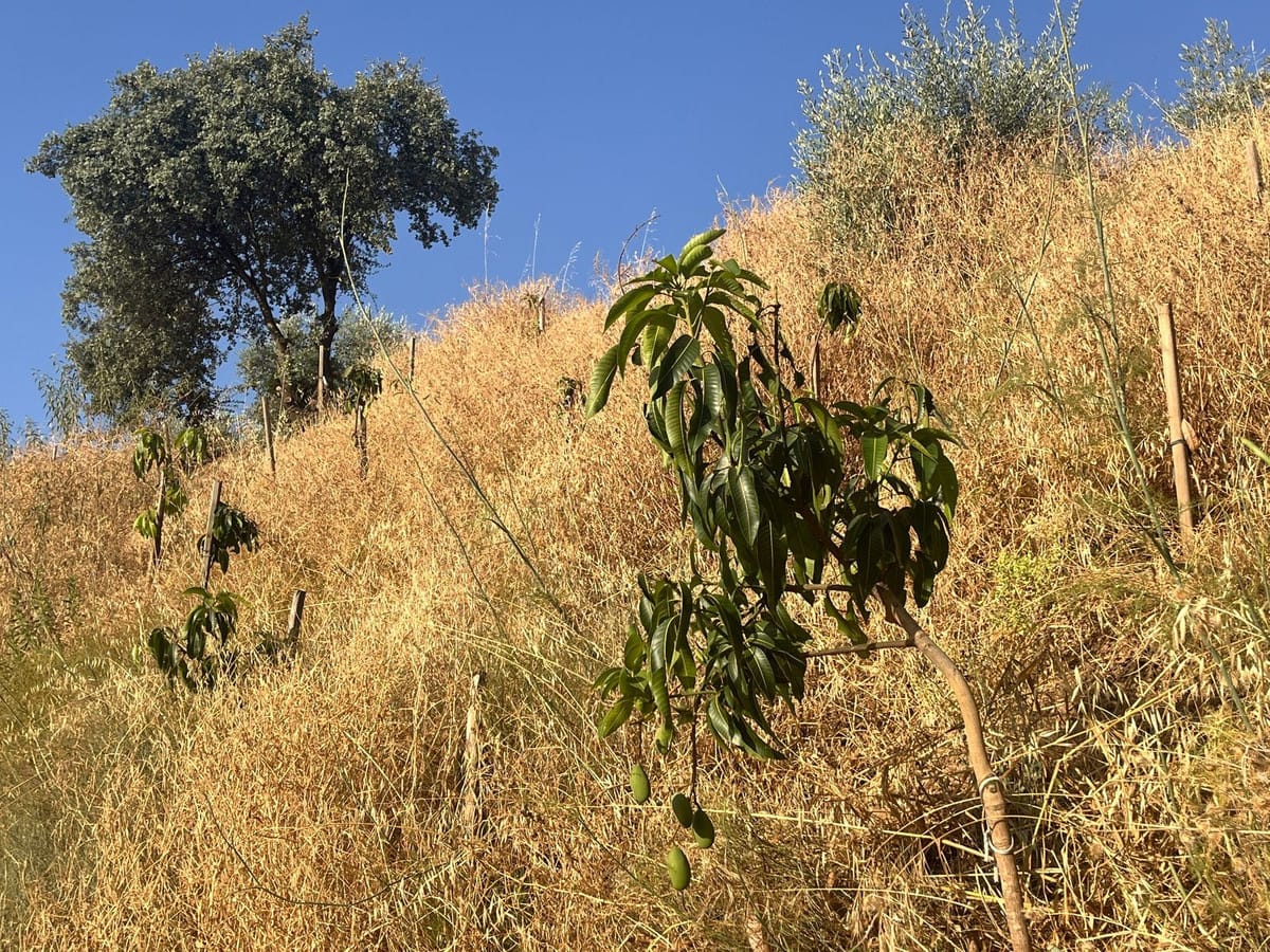 Kavel van 18.000 m² met avocado- en fruitboomgaard in Alhaurín el Grande in Alhaurín el Grande - foto 10