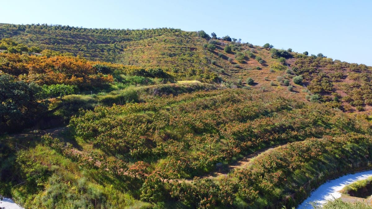 Finca met 46.013 m² terrein en 1 slaapkamer in Algarrobo, Málaga in Algarrobo - foto 5