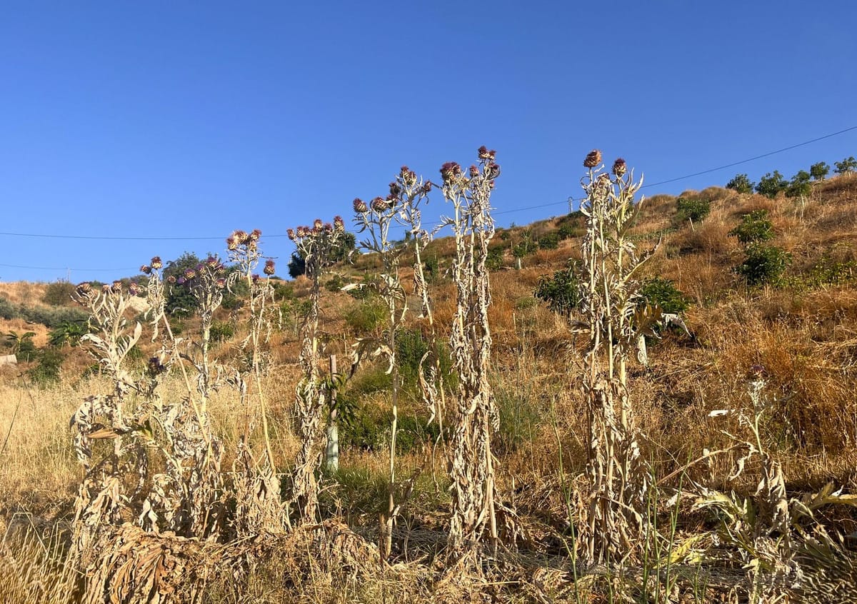 Kavel van 18.000 m² met avocado- en fruitboomgaard in Alhaurín el Grande in Alhaurín el Grande - foto 3