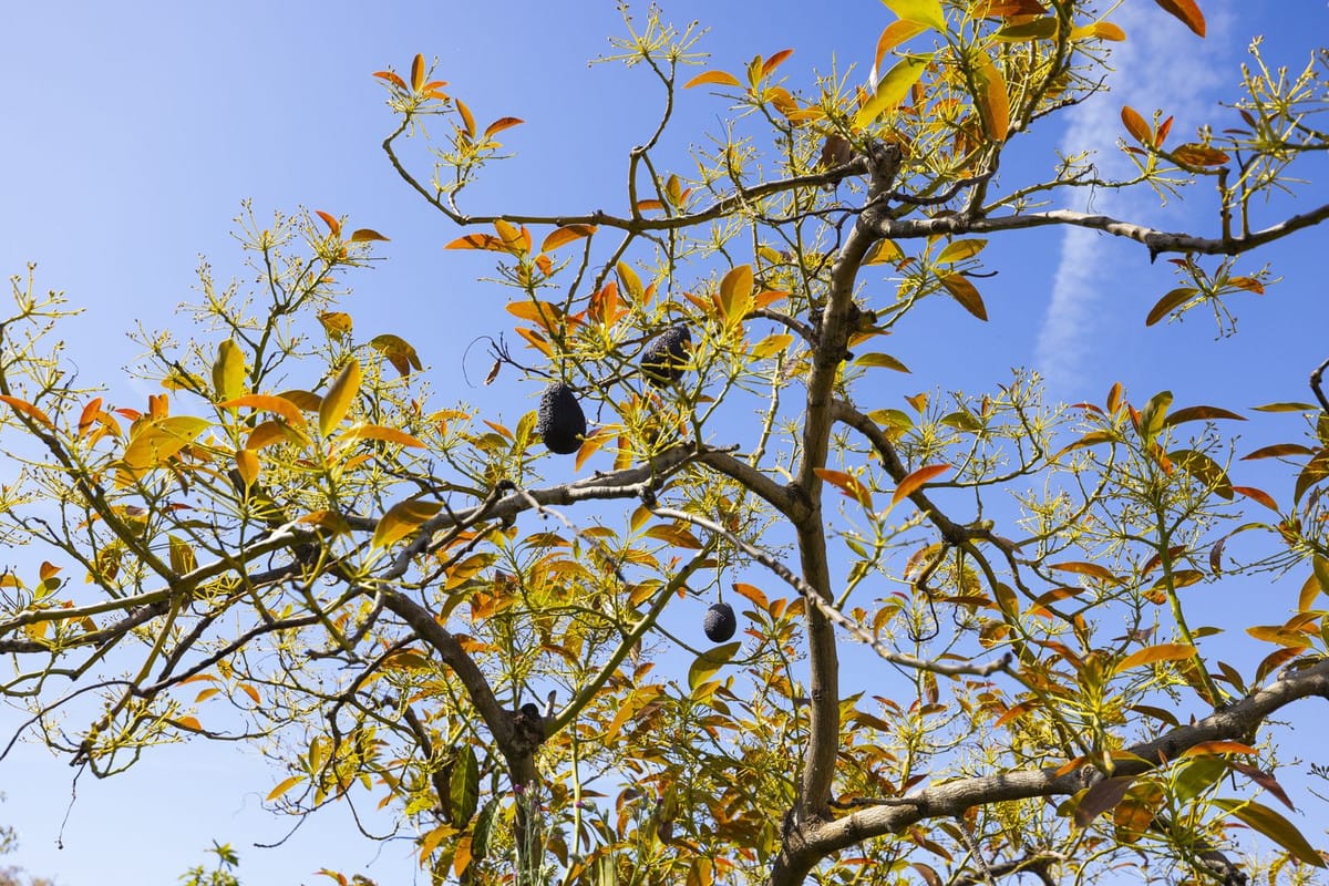 Finca met 46.013 m² terrein en 1 slaapkamer in Algarrobo, Málaga in Algarrobo - foto 15