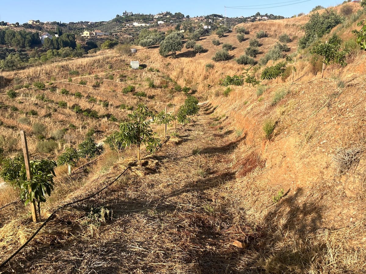 Kavel van 18.000 m² met avocado- en fruitboomgaard in Alhaurín el Grande in Alhaurín el Grande - foto 15