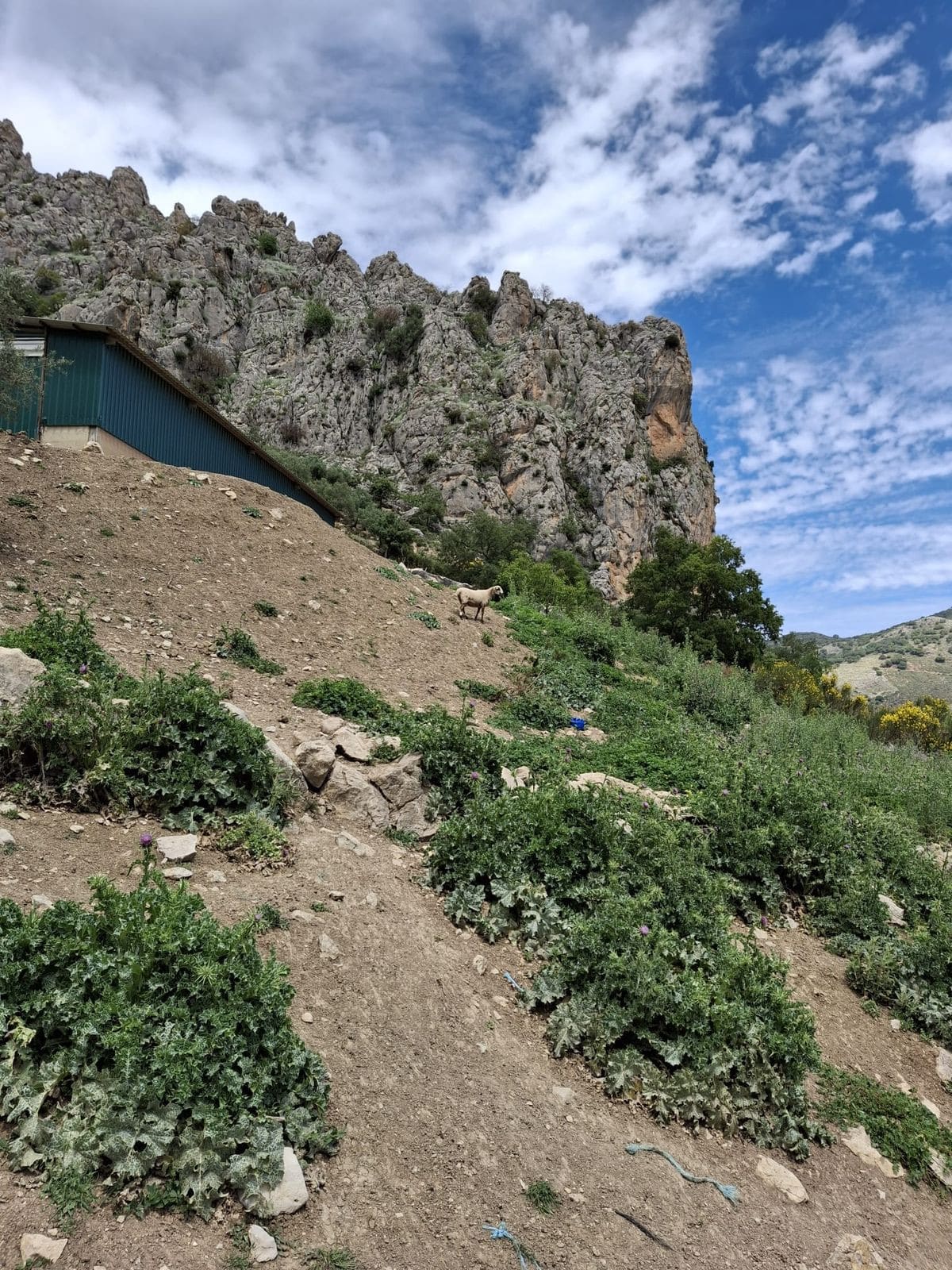 Kavel in Alfarnatejo – Natuurlijk paradijs te koop in Alfarnatejo - foto 15