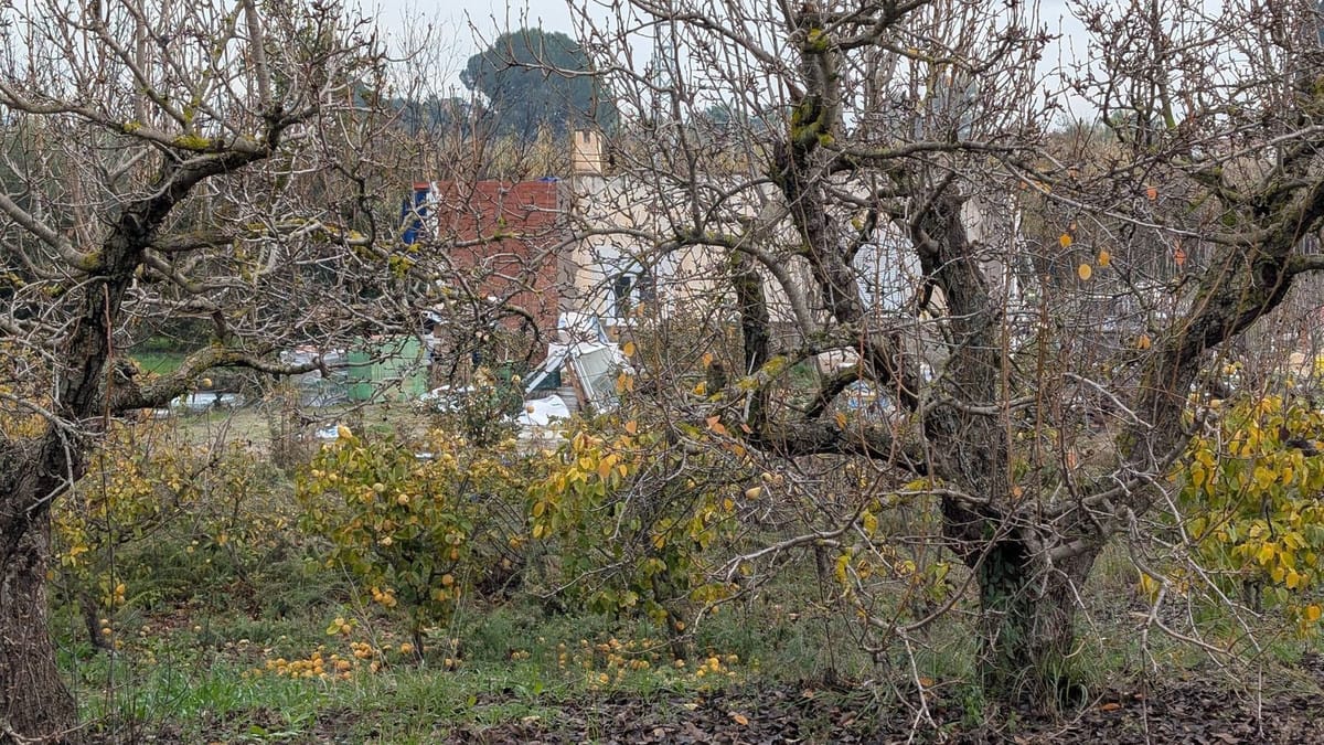 Kavels met pecan- en walnootbomen te koop in Campiñuela, Alhaurín el Grande (Málaga) in Alhaurín el Grande - foto 6