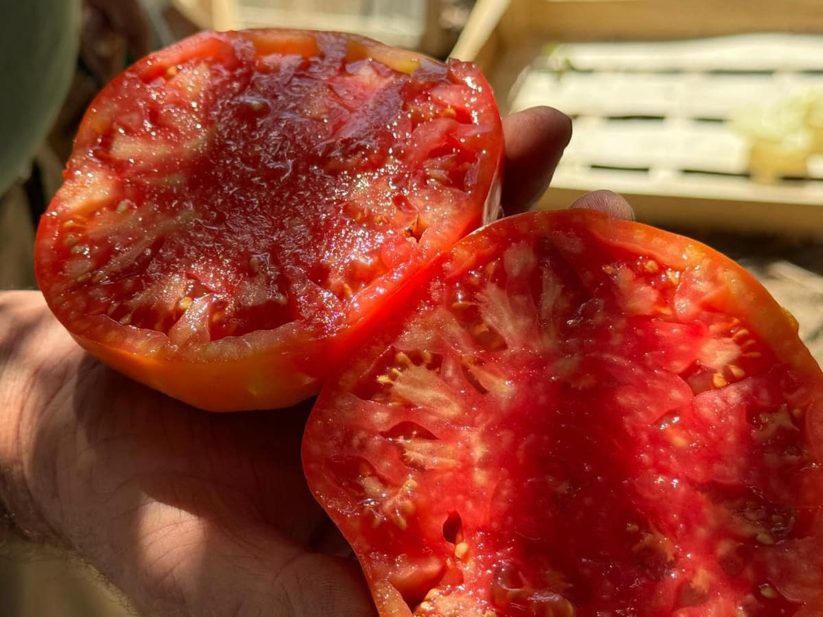 Kavel van 18.000 m² met avocado- en fruitboomgaard in Alhaurín el Grande in Alhaurín el Grande - foto 12