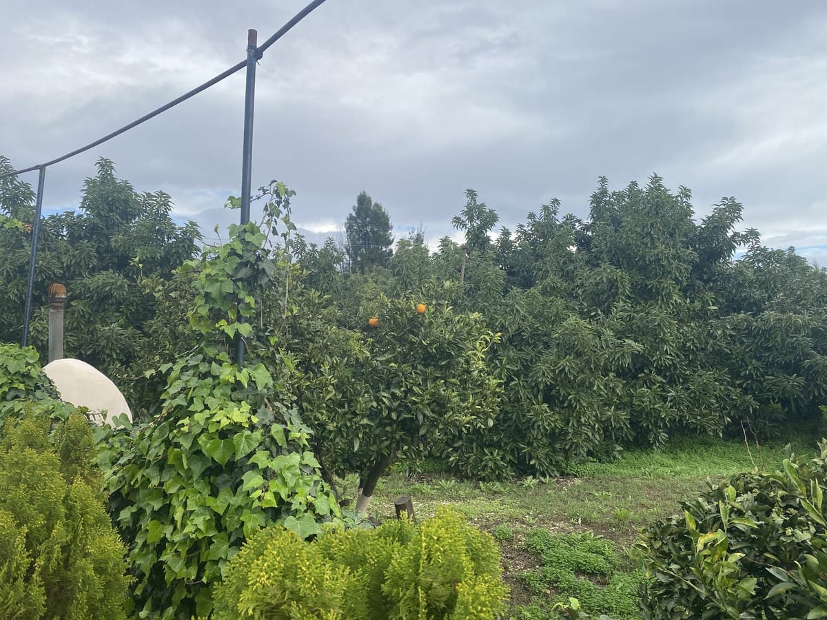 Perceel met woning en landbouwgrond in Sotogrande, Cádiz in Sotogrande - foto 13