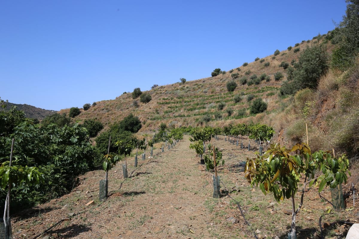 2-slaapkamer finca in Totalán, Málaga in Totalán - foto 16