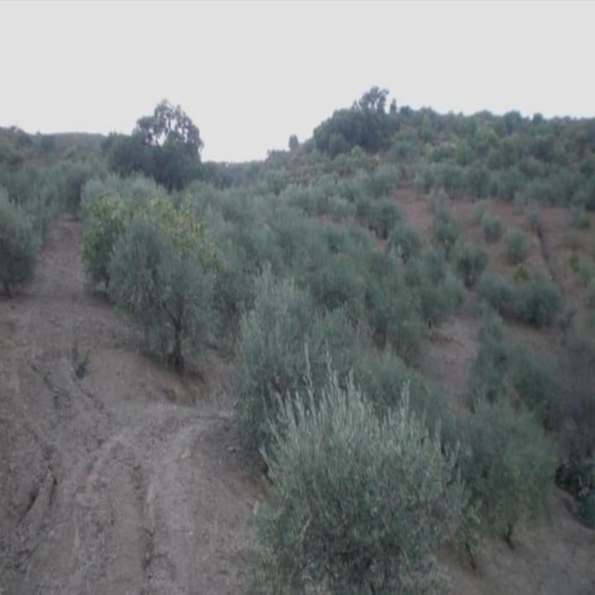 Kavel in Monda in Monda - foto 8