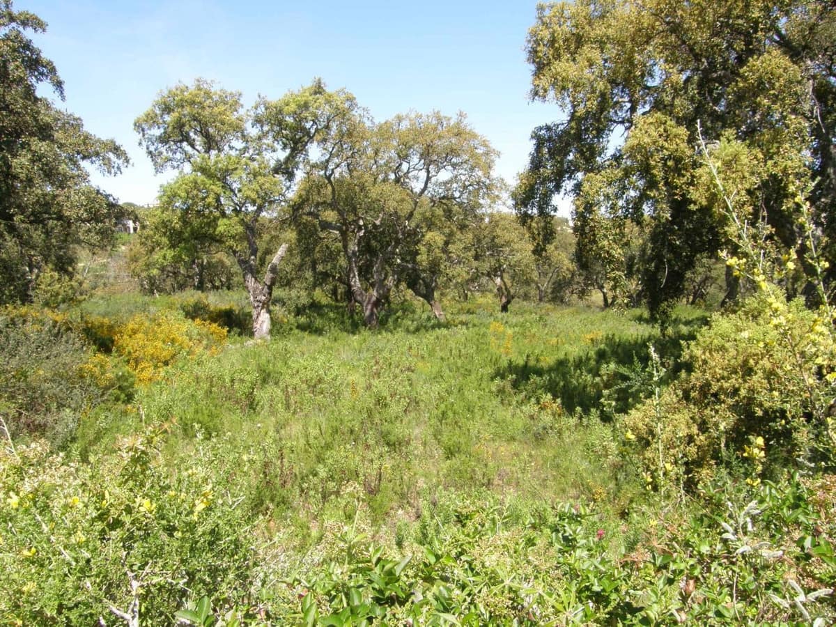 Kavel in San Roque Club, Cádiz in San Roque Club - foto 14