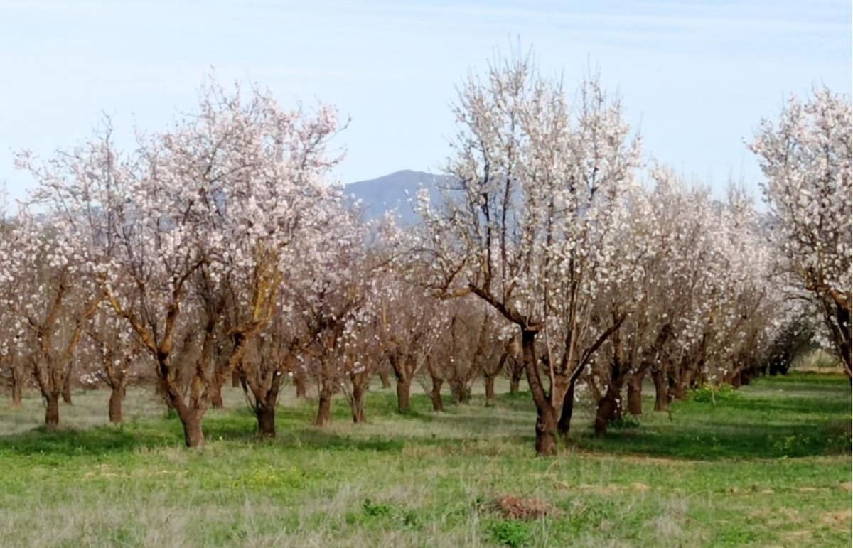 Perceel in Alhaurín el Grande in Alhaurín el Grande - foto 6
