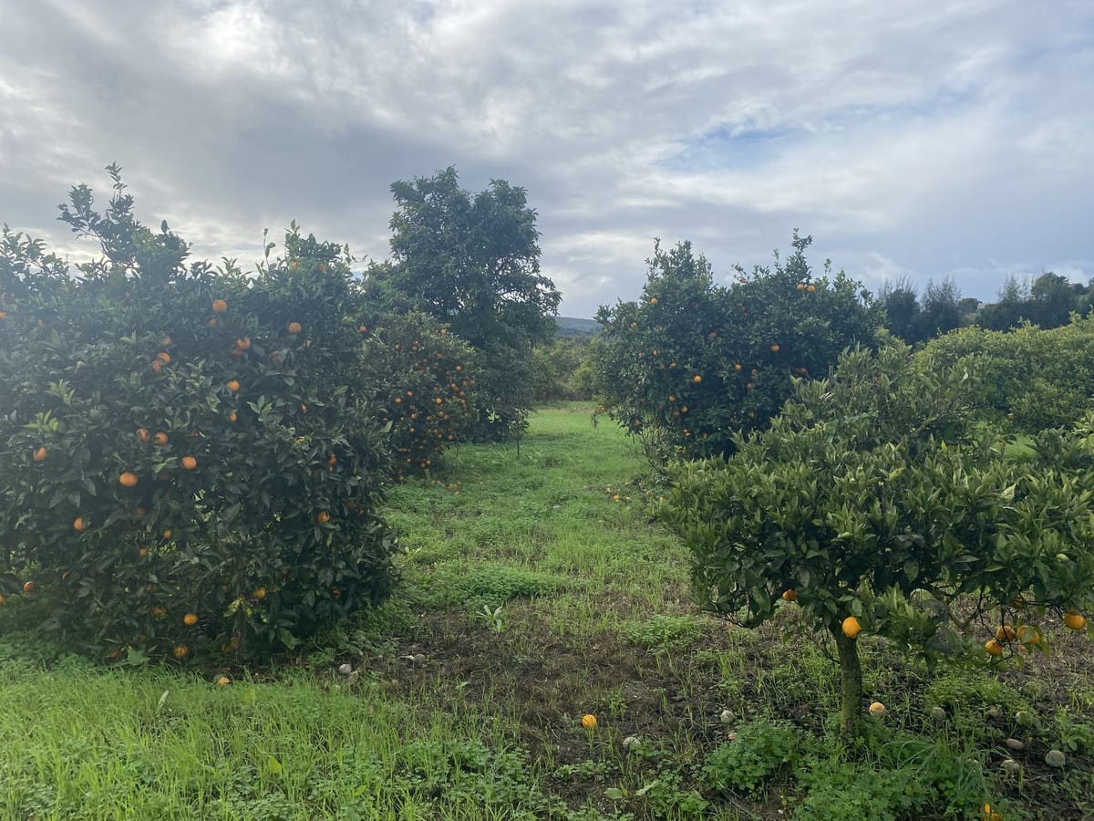 Perceel met woning en landbouwgrond in Sotogrande, Cádiz in Sotogrande - foto 17