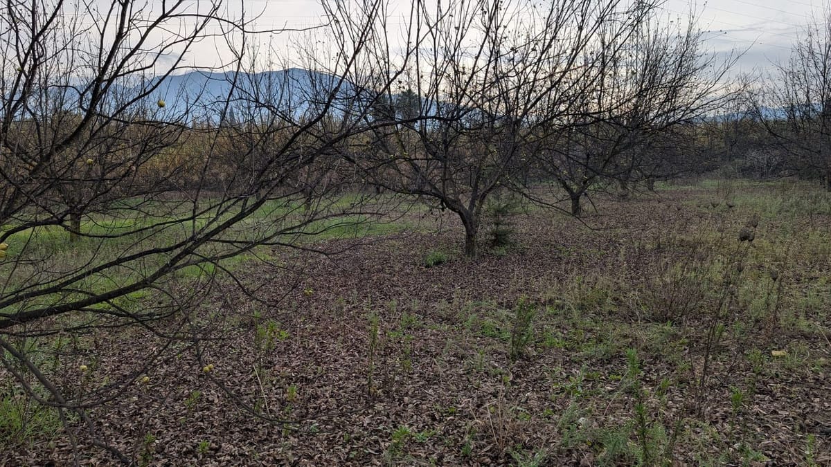 Kavels met pecan- en walnootbomen te koop in Campiñuela, Alhaurín el Grande (Málaga) in Alhaurín el Grande - foto 13