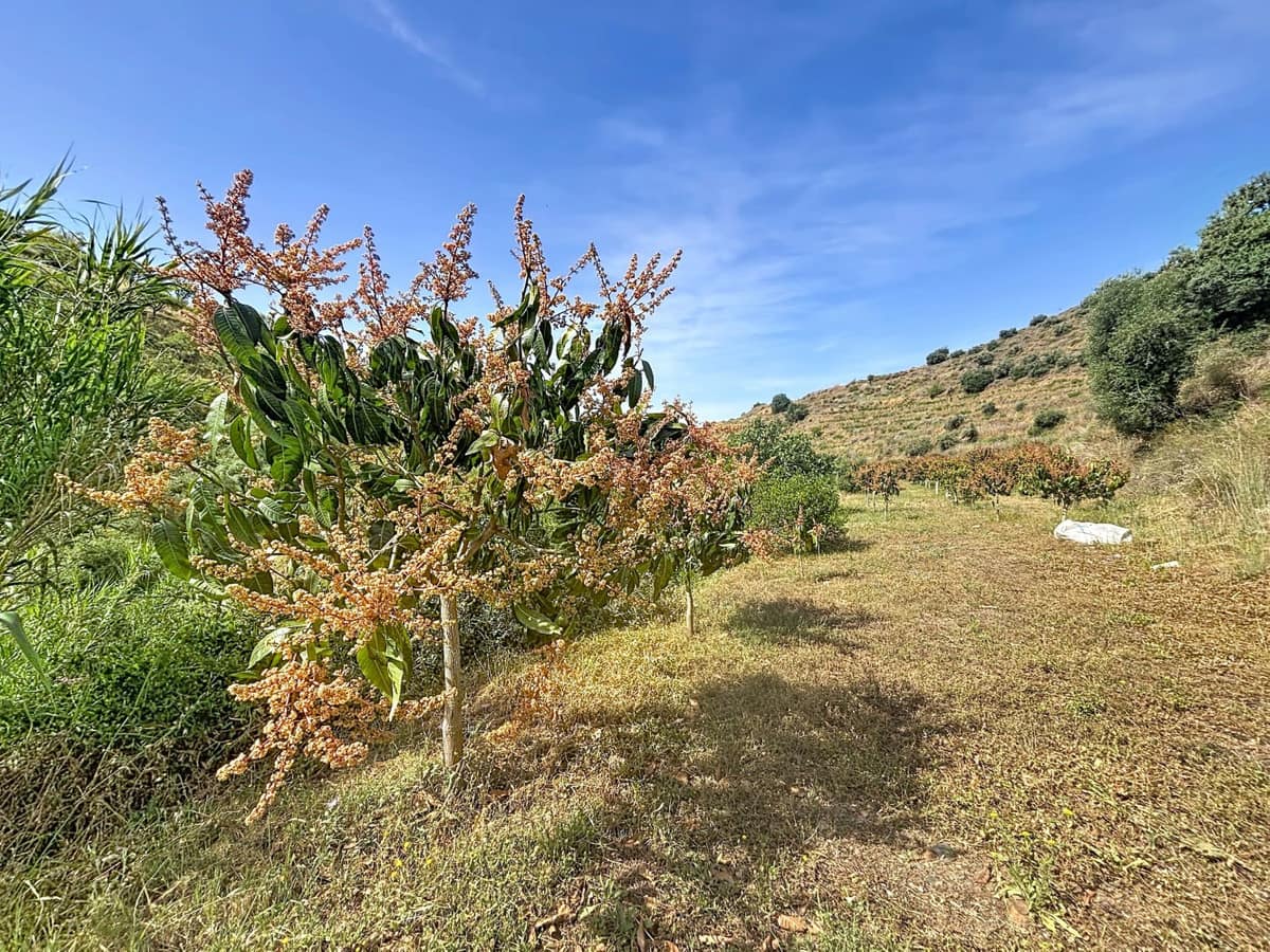 2-slaapkamer finca in Totalán, Málaga in Totalán - foto 14