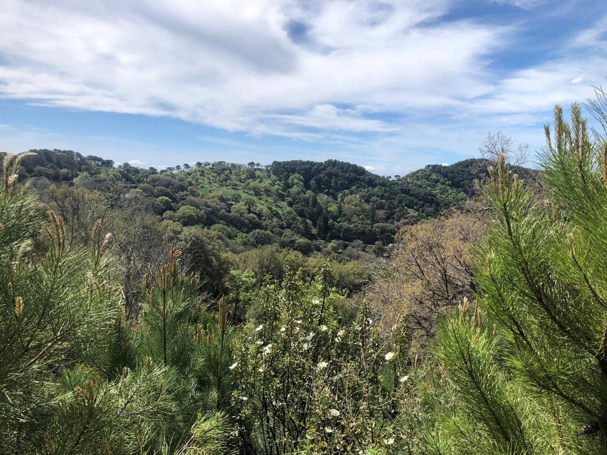 Kavel in Gaucín te koop – twee kavels, totaal 83.000 m2 in Gaucín - foto 8