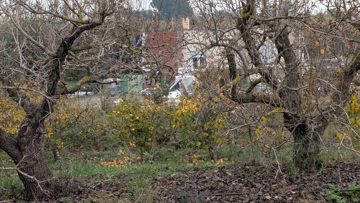 Kavels met pecan- en walnootbomen te koop in Campiñuela, Alhaurín el Grande (Málaga) in Alhaurín el Grande - foto 15