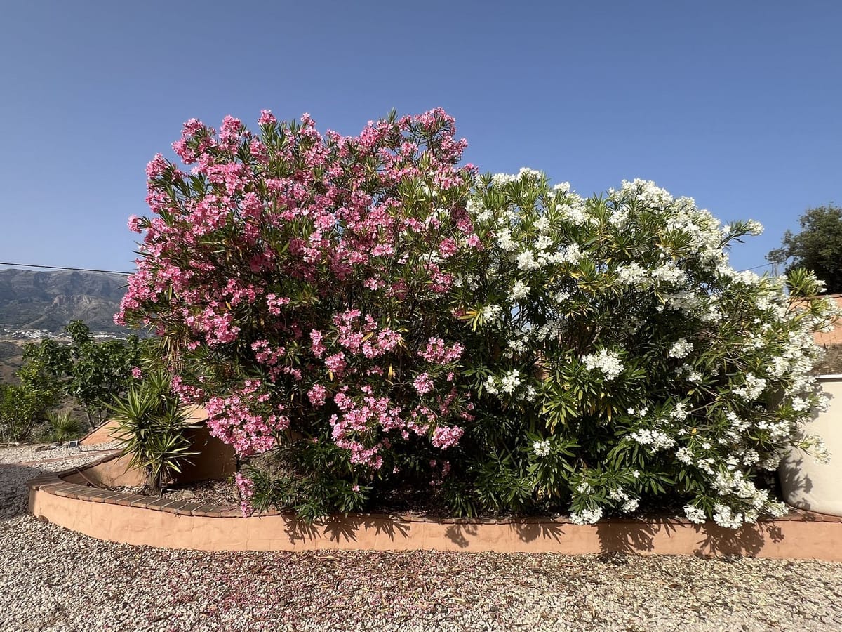 3-slaapkamer villa in Canillas de Aceituno in Canillas de Aceituno - foto 14
