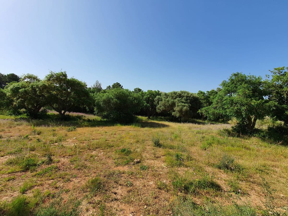 Kavel in Sotogrande in Sotogrande - foto 3