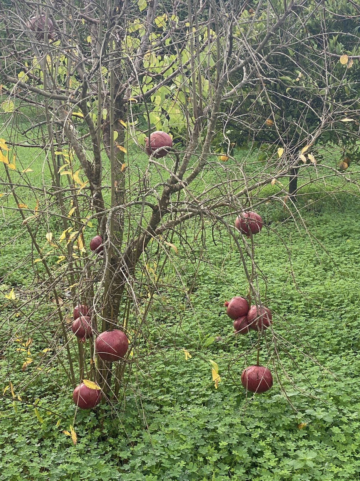 Perceel met woning en landbouwgrond in Sotogrande, Cádiz in Sotogrande - foto 20