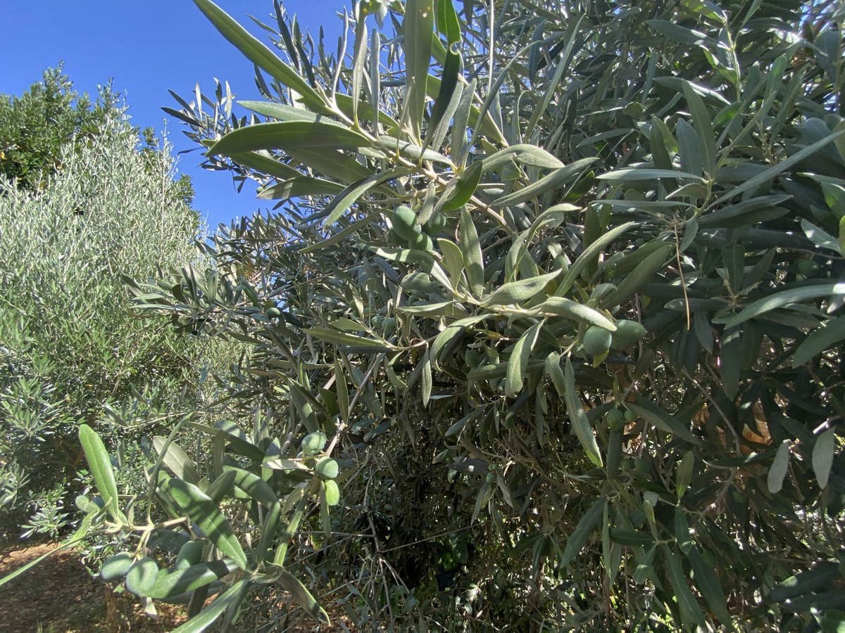 Finca met 3 slaapkamers in El Velerín (Estepona) in Estepona - foto 20