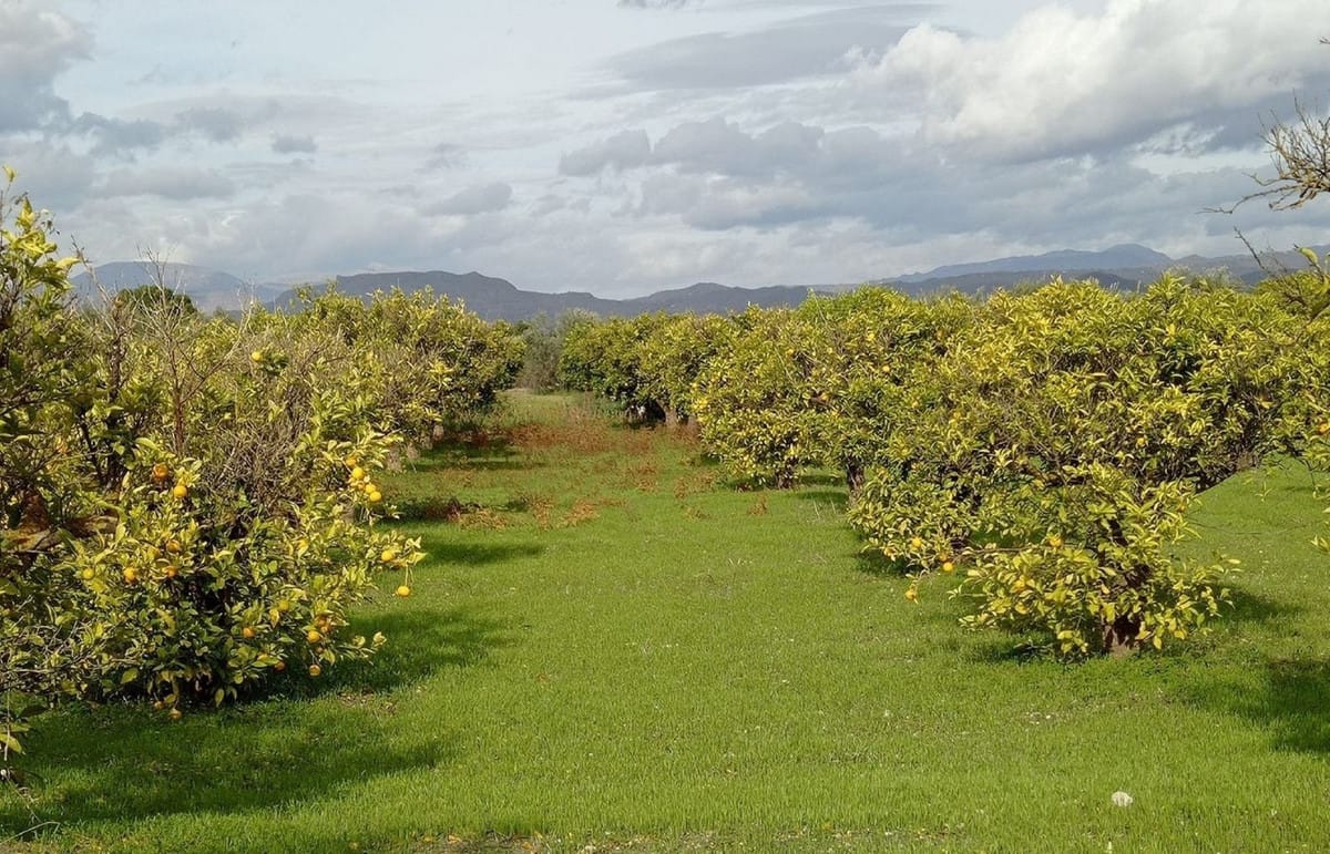 Perceel in Alhaurín el Grande in Alhaurín el Grande - foto 3