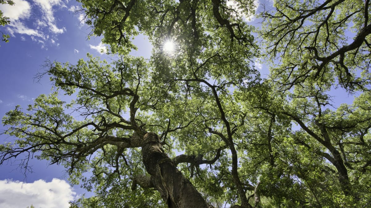 Kavels in Coín tussen Coín en Alhaurín Golf met zeezicht in Coín - foto 16