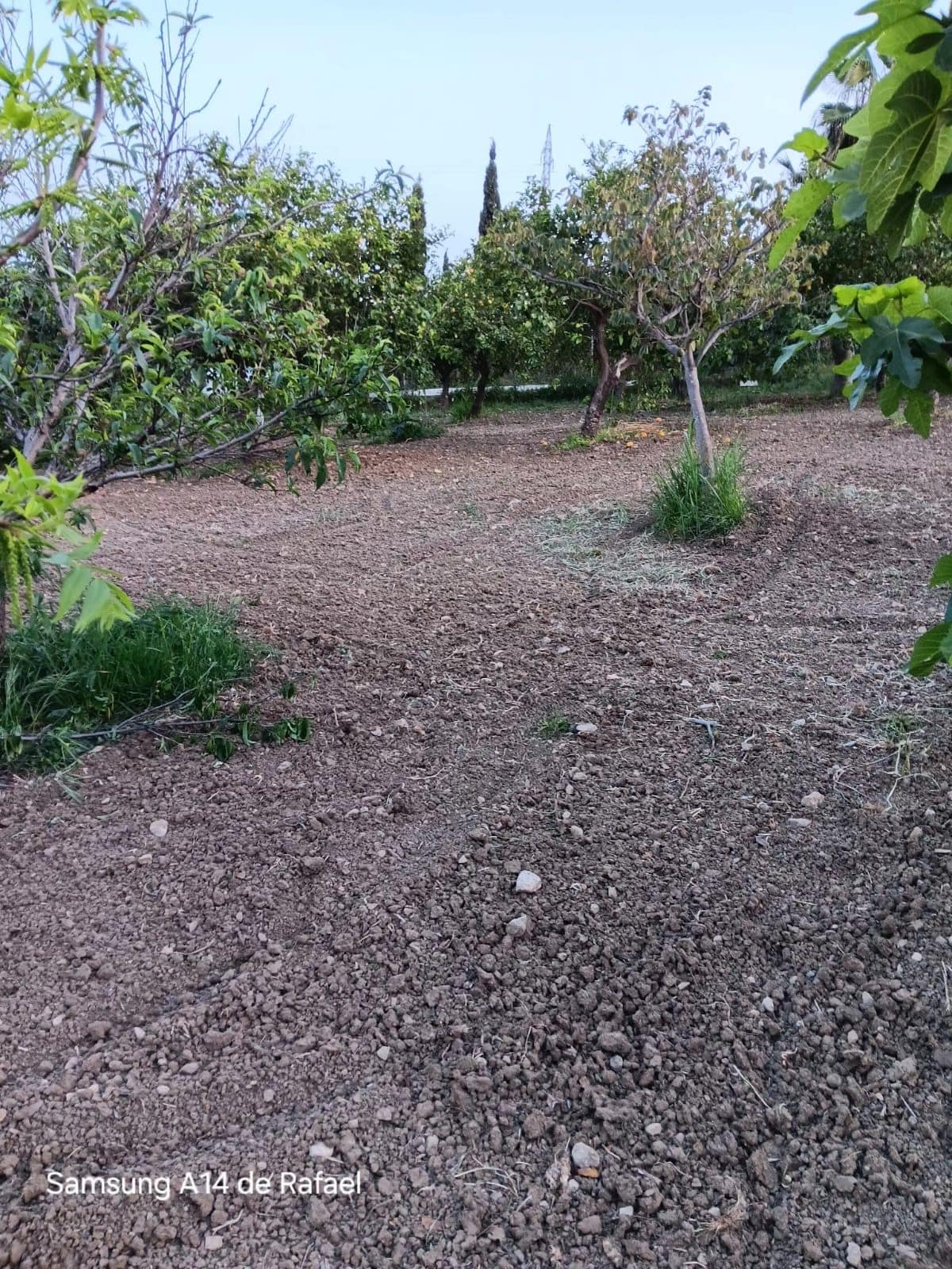 Kavel met woning 67 m², 1 slaapkamer — El Padron in El Padron - foto 3