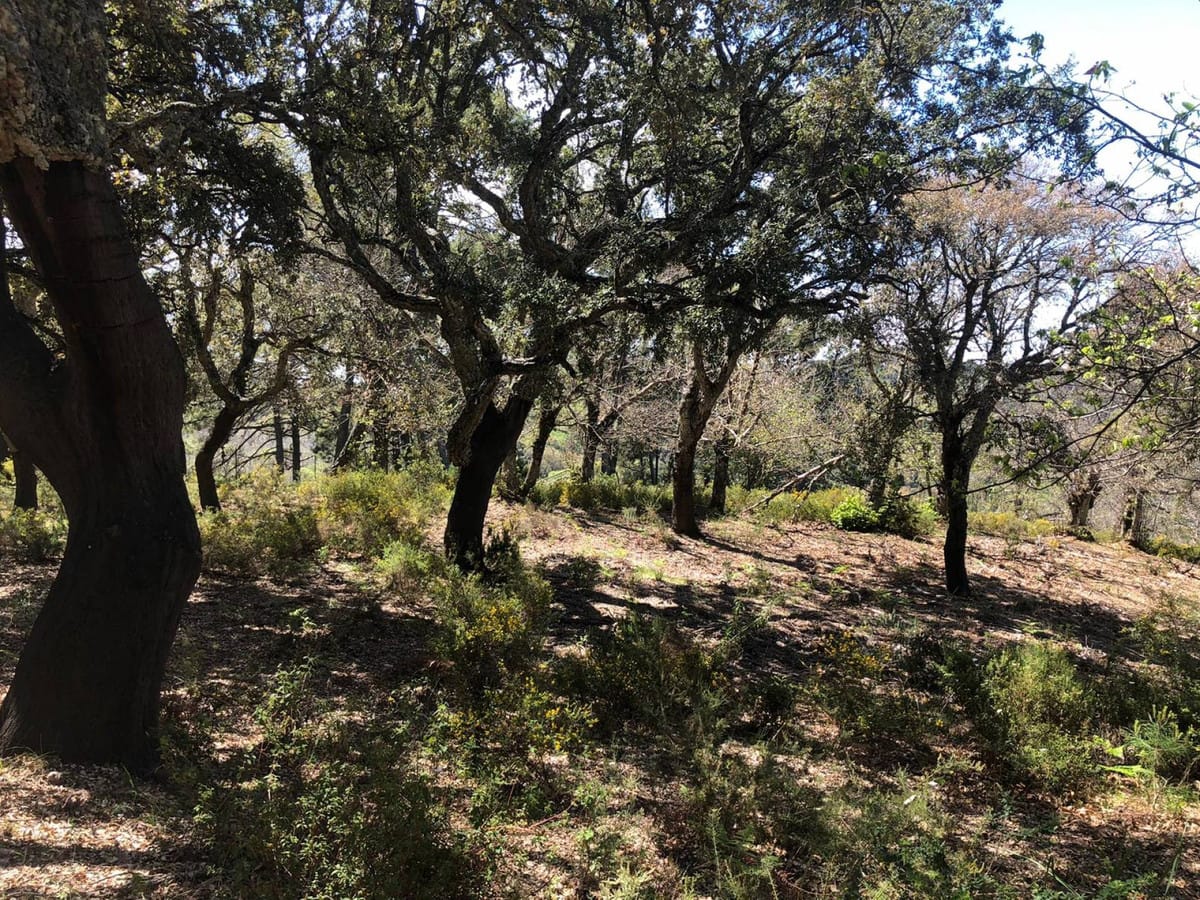 Kavel in Gaucín te koop – twee kavels, totaal 83.000 m2 in Gaucín - foto 5