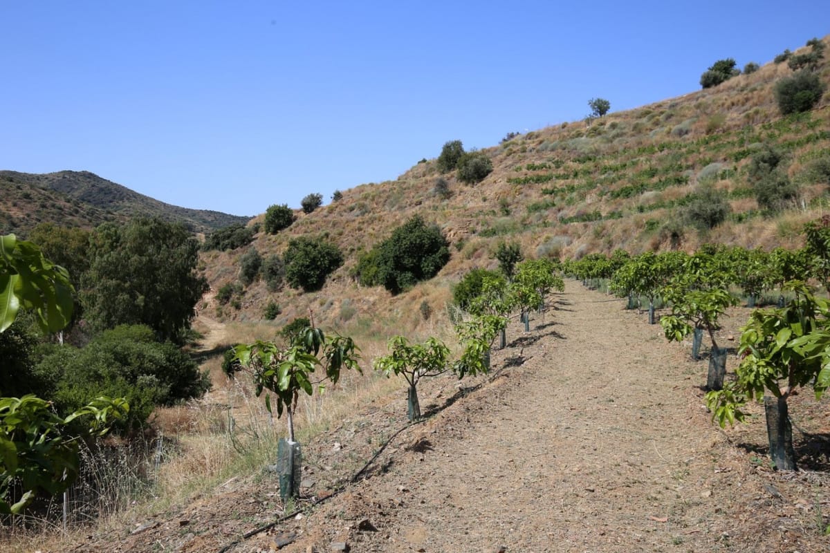Kavel met 1 slaapkamer in Totalán in Totalán - foto 4