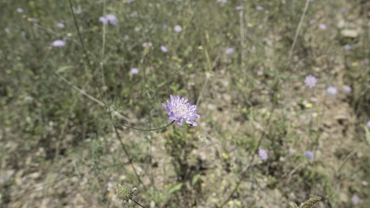 Kavels in Coín tussen Coín en Alhaurín Golf met zeezicht in Coín - foto 7