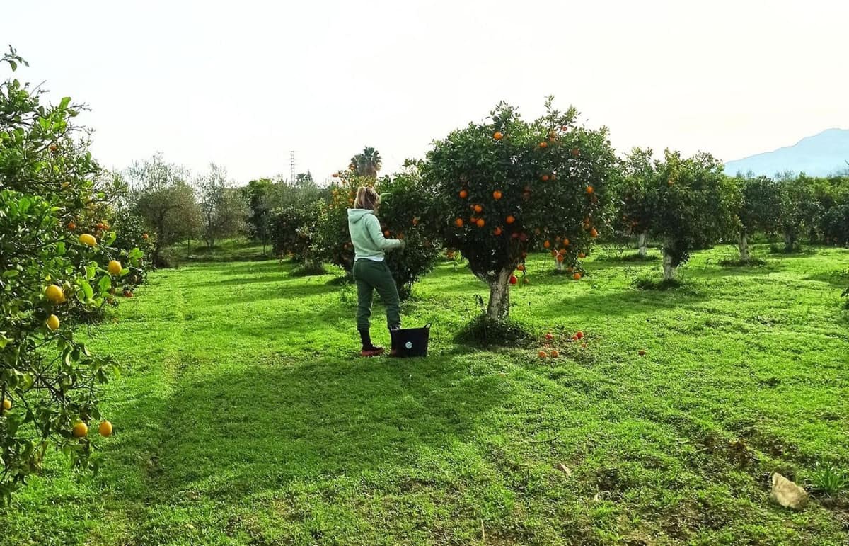 Perceel in Alhaurín el Grande in Alhaurín el Grande - foto 5