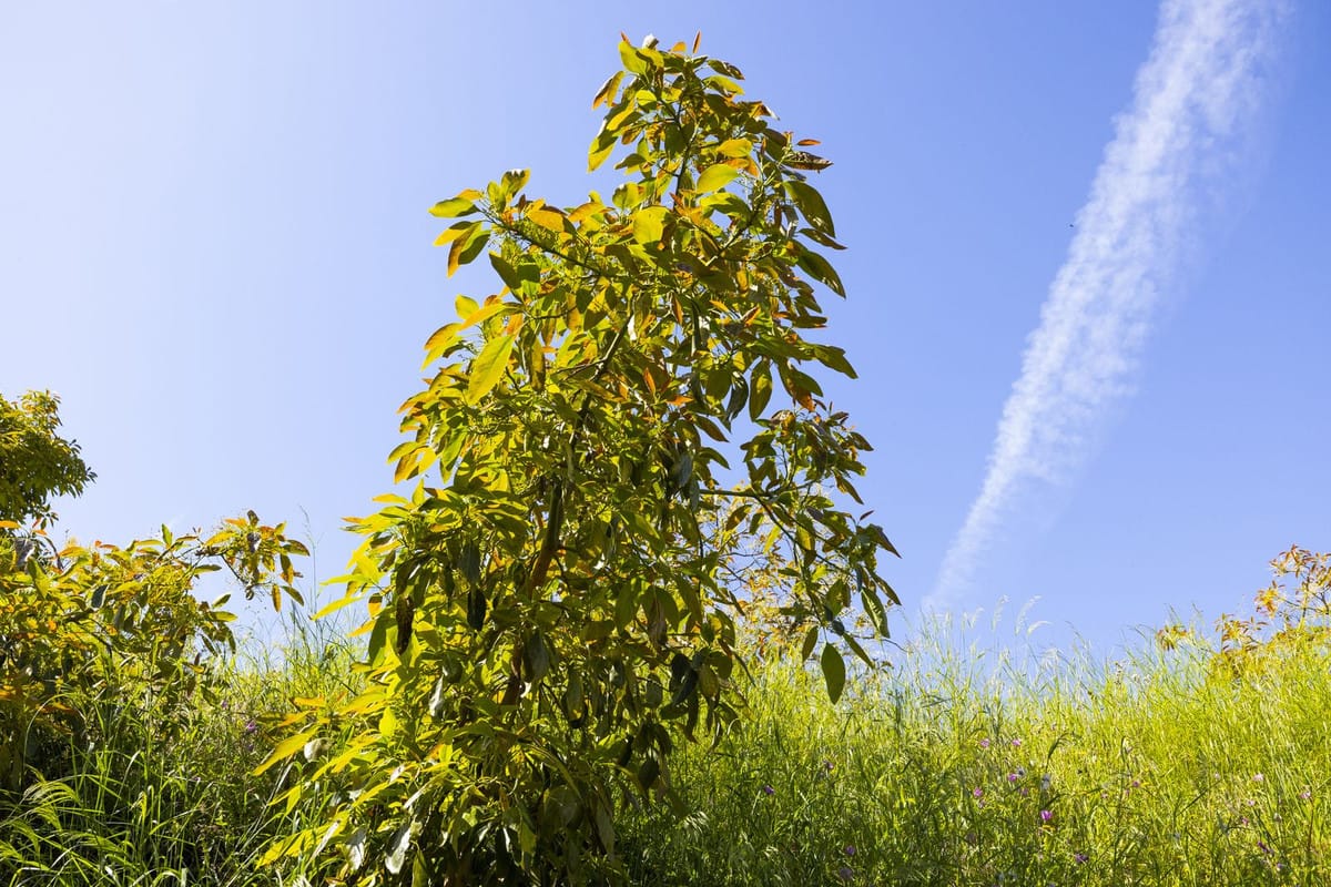 Finca met 46.013 m² terrein en 1 slaapkamer in Algarrobo, Málaga in Algarrobo - foto 19