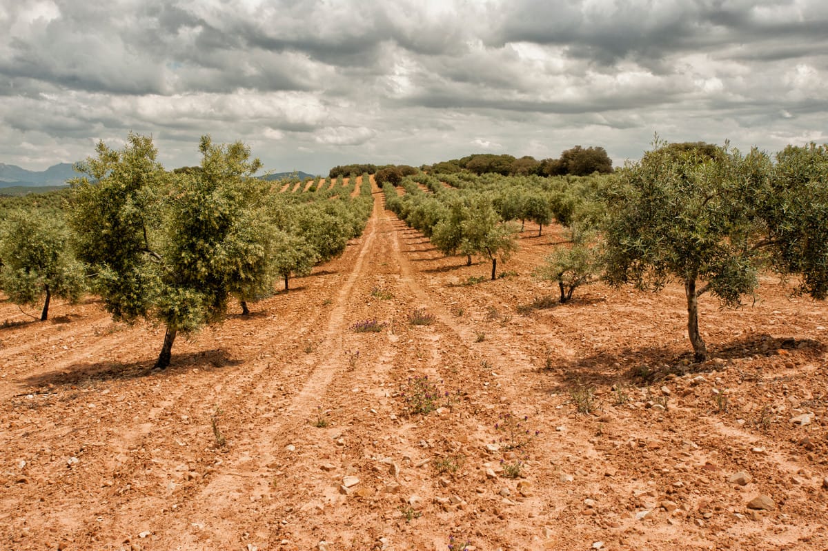 Finca Cortijo met 6 slaapkamers in Archidona (Málaga) in Archidona - foto 4