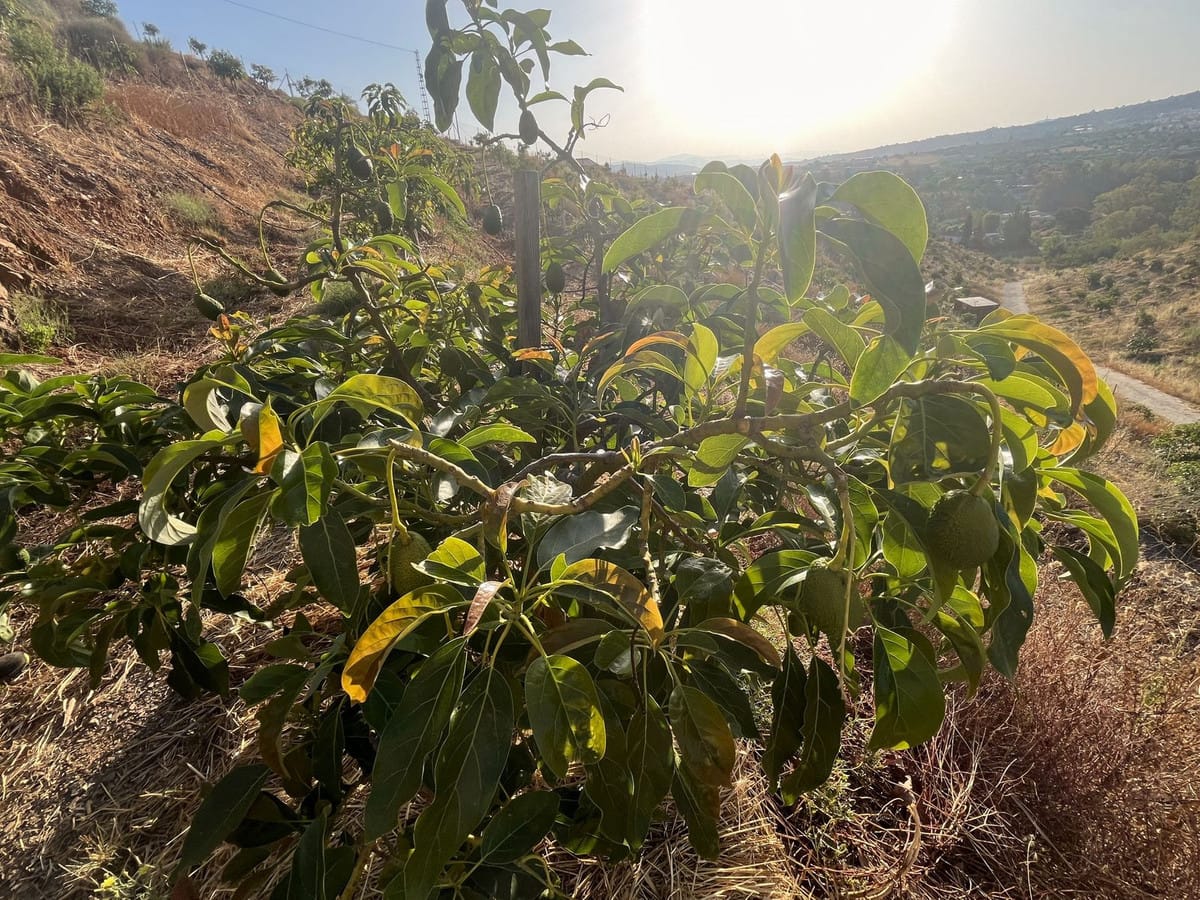 Kavel van 18.000 m² met avocado- en fruitboomgaard in Alhaurín el Grande in Alhaurín el Grande - foto 13