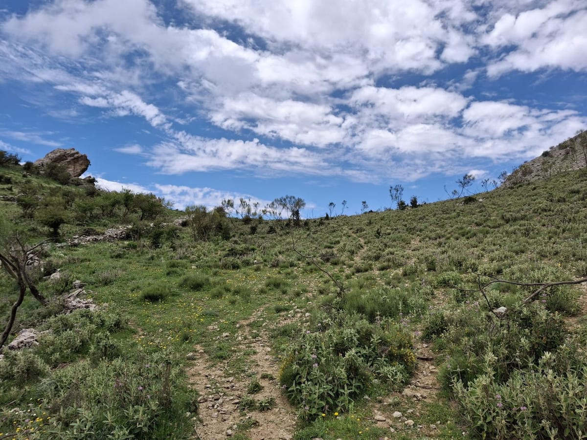 Kavel in Alfarnatejo (Montes de Málaga) – 68 hectare in Alfarnatejo - foto 6