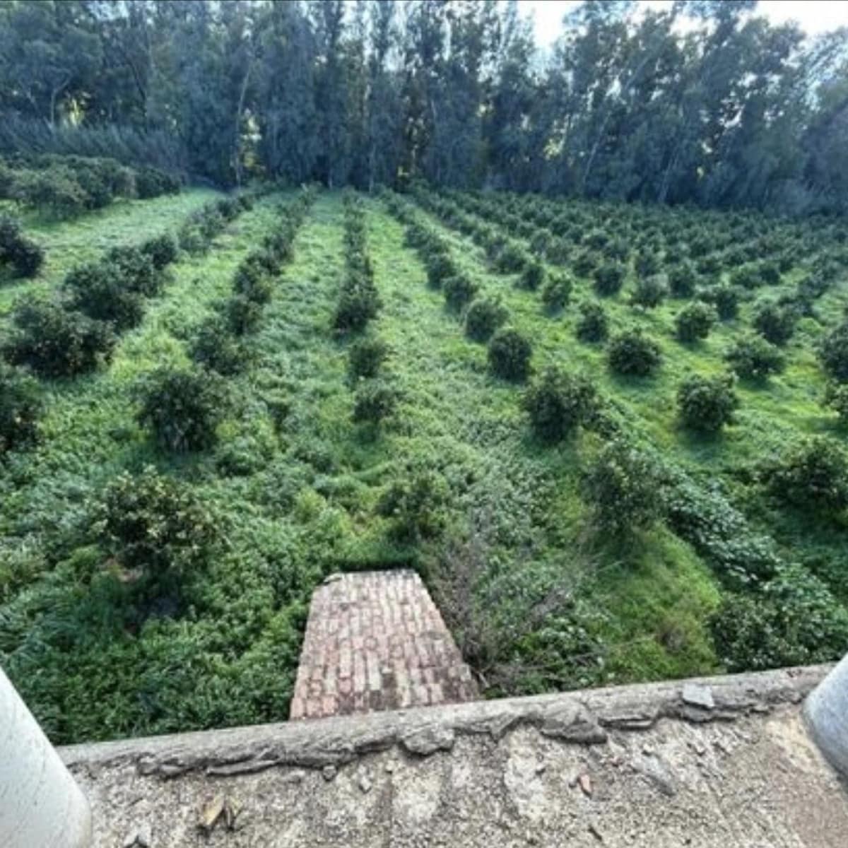 5-slaapkamer villa in San Martín de Tesorillo – ca. 11.000 m² perceel in San Martín de Tesorillo - foto 11