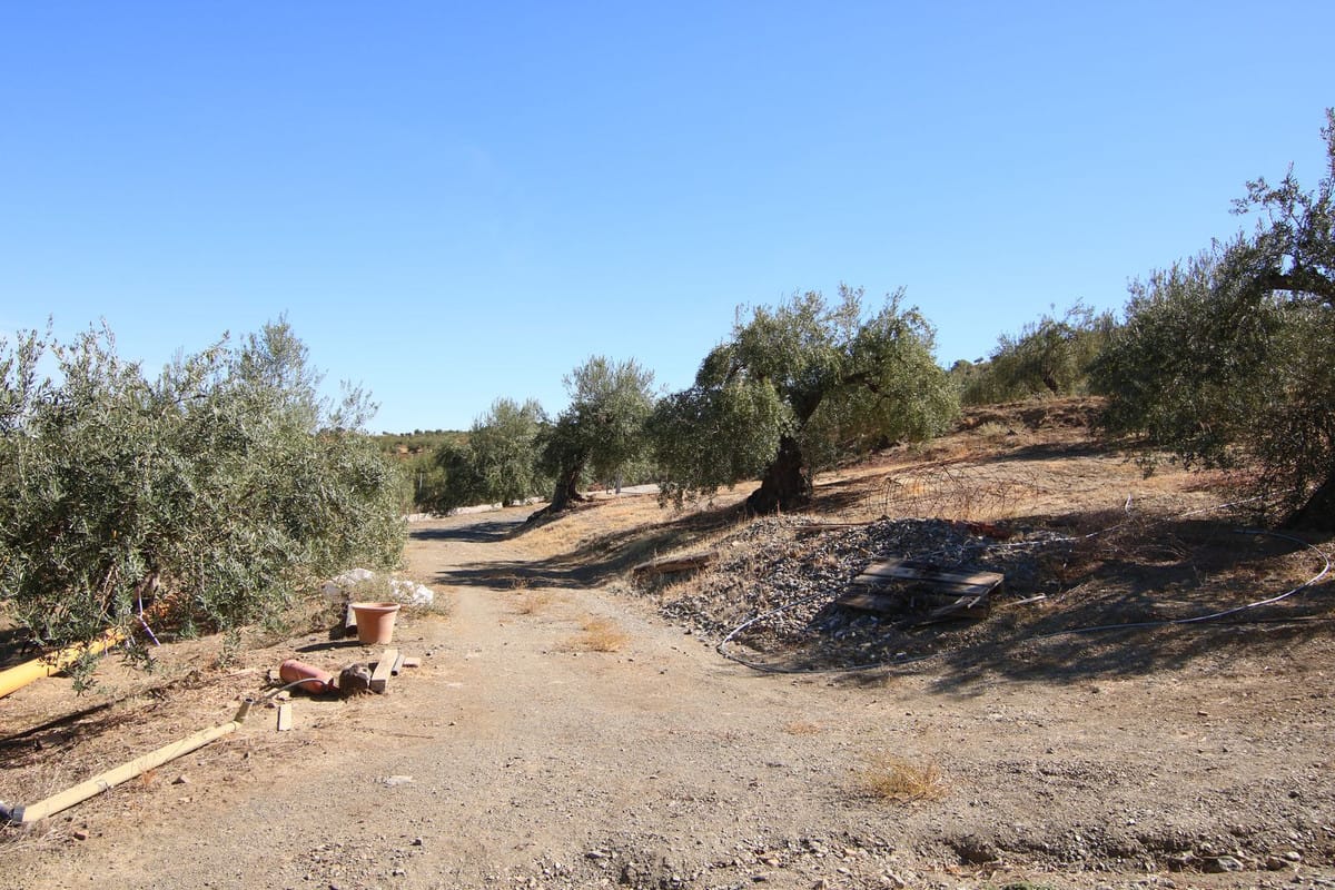 Kavel in Tolox met toeristisch project naast Nationaal Park Sierra de las Nieves in Tolox - foto 12