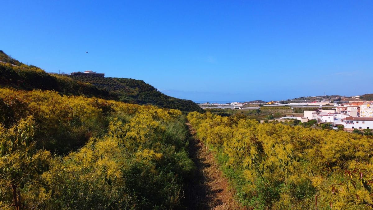 Finca met 46.013 m² terrein en 1 slaapkamer in Algarrobo, Málaga in Algarrobo - foto 17