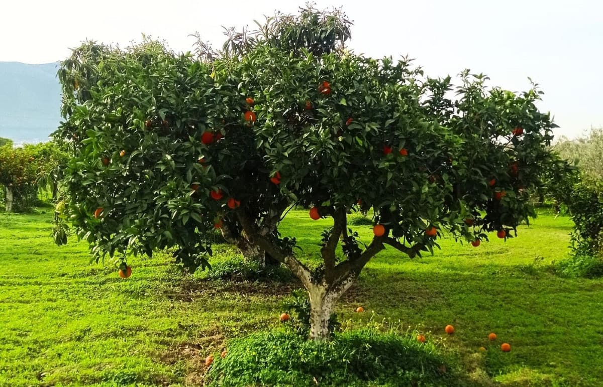 Perceel in Alhaurín el Grande in Alhaurín el Grande - foto 4