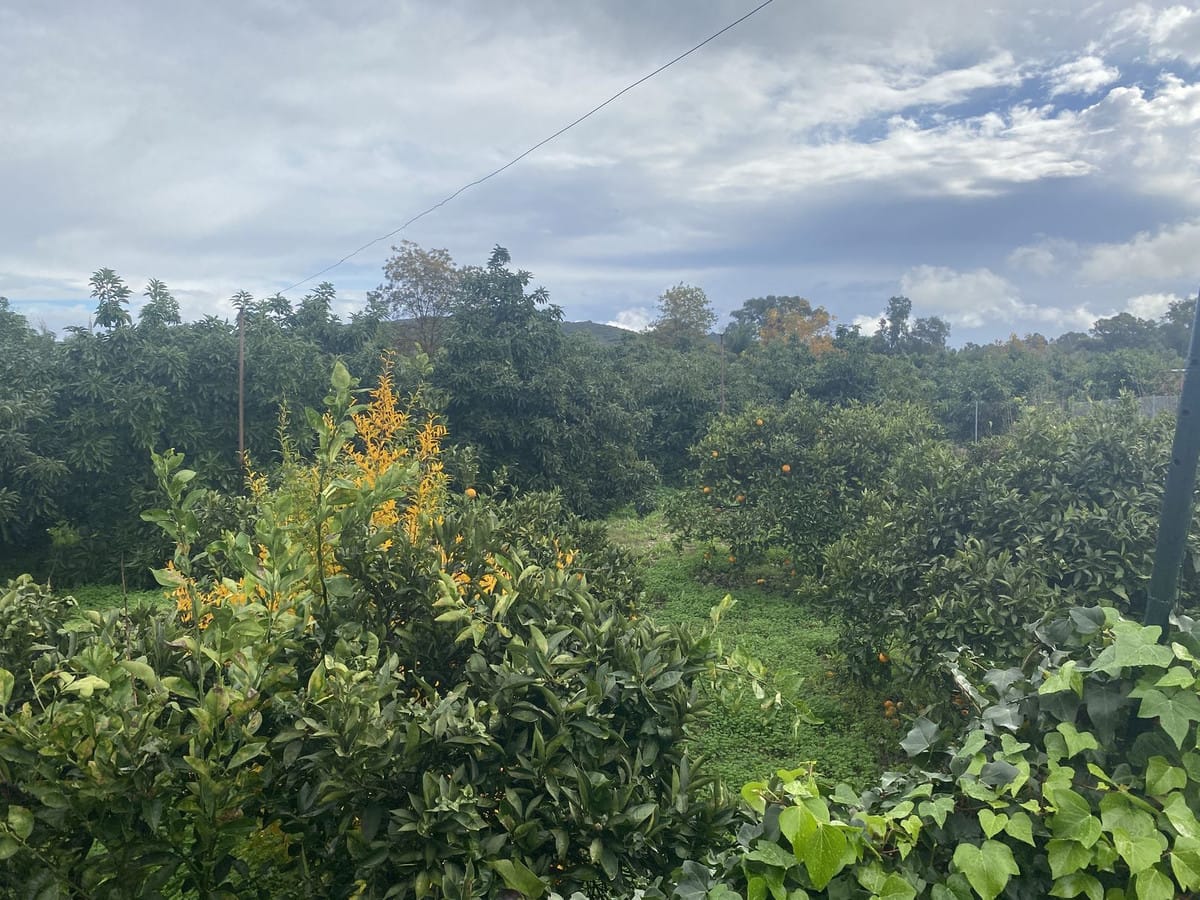 Perceel met woning en landbouwgrond in Sotogrande, Cádiz in Sotogrande - foto 12