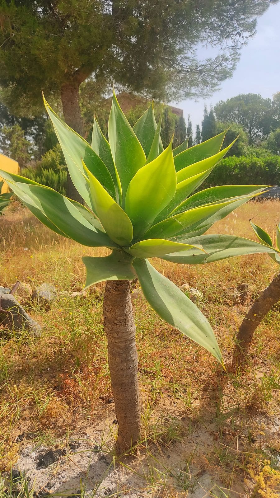 Finca met 2 slaapkamers in La Cala in La Cala - foto 13