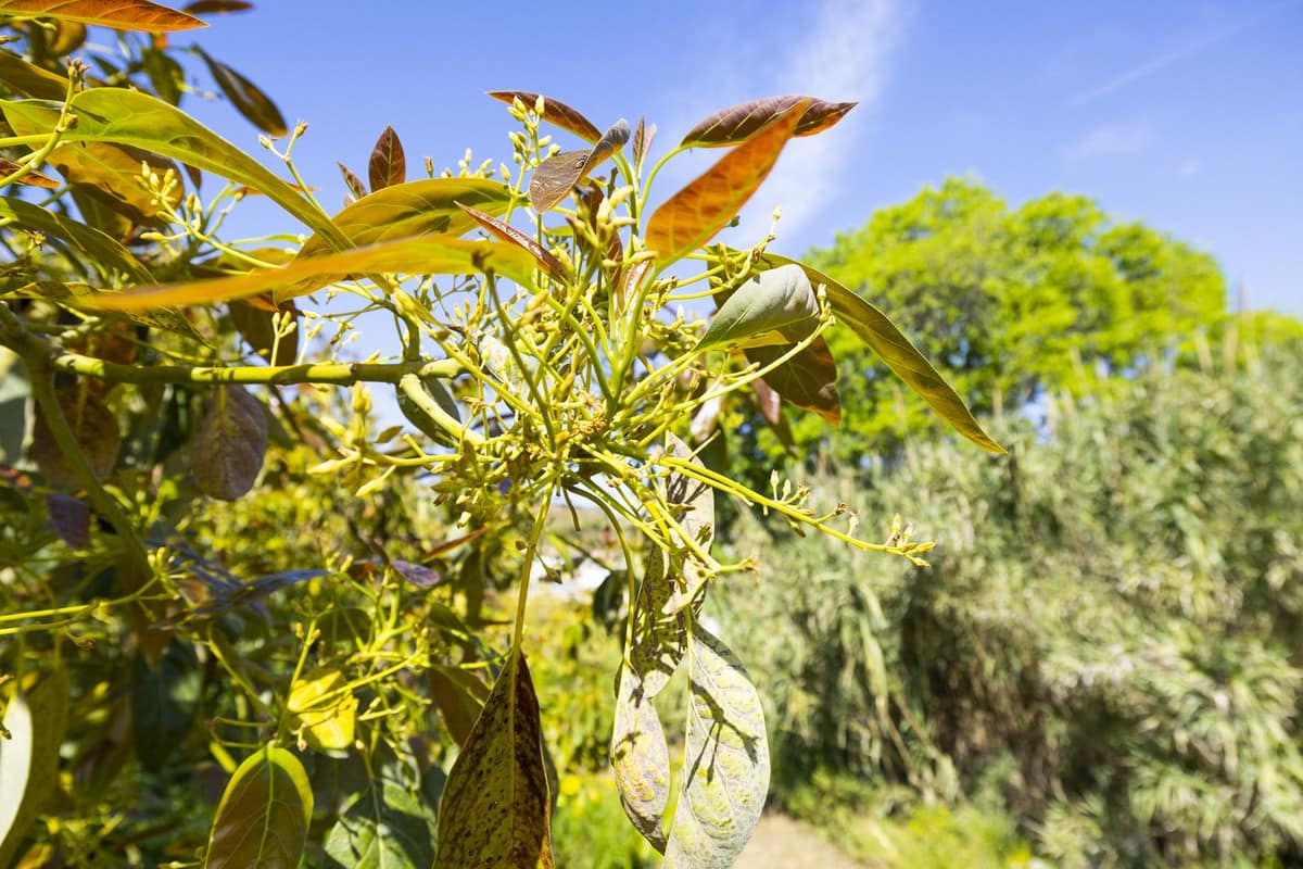 Finca met 46.013 m² terrein en 1 slaapkamer in Algarrobo, Málaga in Algarrobo - foto 14