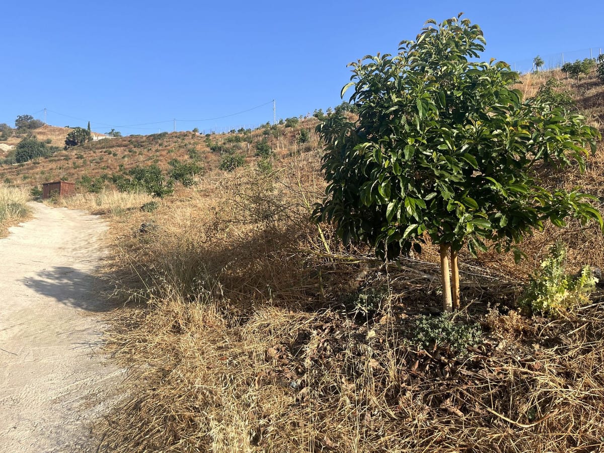 Kavel van 18.000 m² met avocado- en fruitboomgaard in Alhaurín el Grande in Alhaurín el Grande - foto 9