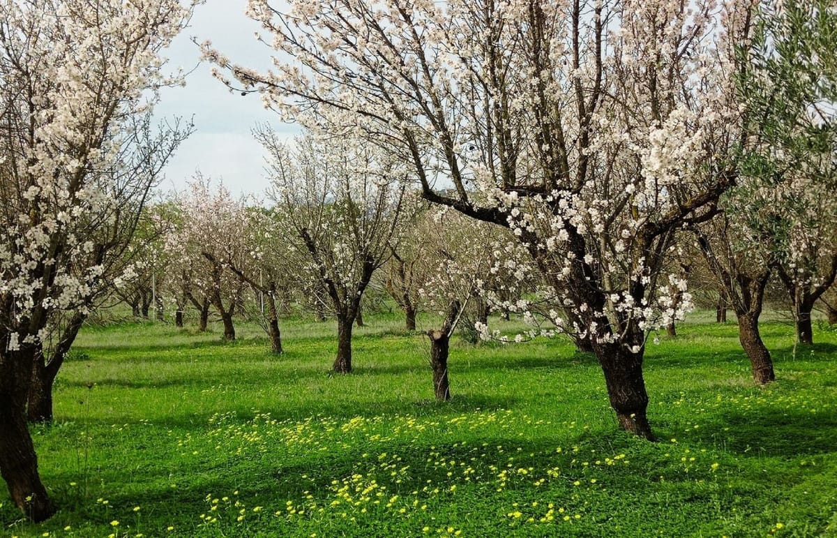 Perceel in Alhaurín el Grande in Alhaurín el Grande - foto 7