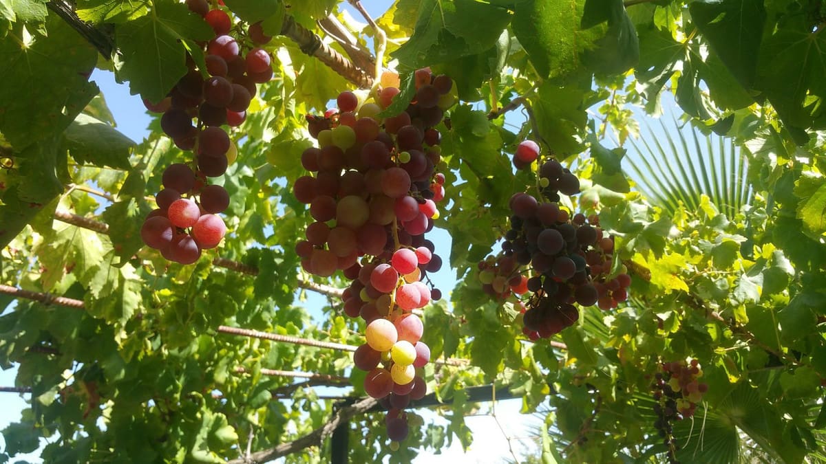 6-slaapkamer Finca in Alhaurín de la Torre in Alhaurín de la Torre - foto 14