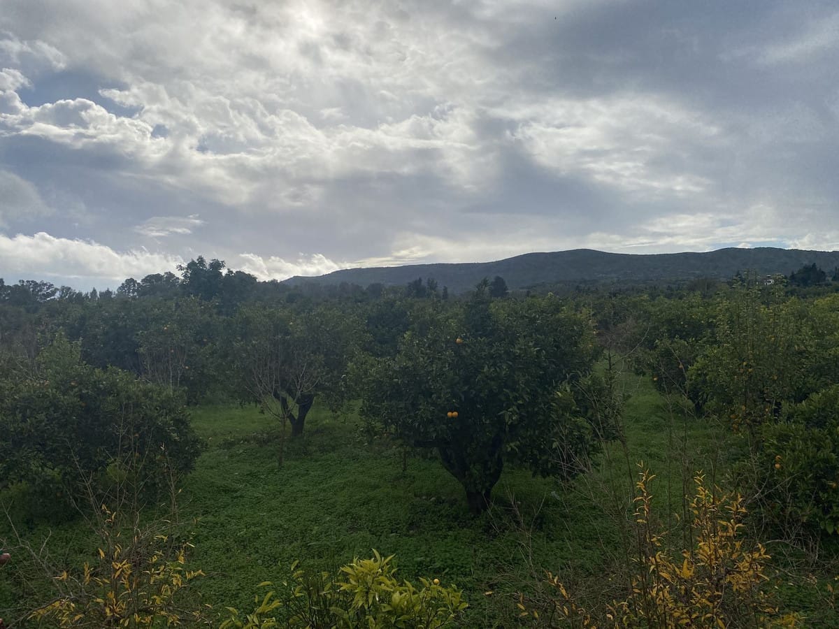 Perceel met woning en landbouwgrond in Sotogrande, Cádiz in Sotogrande - foto 10