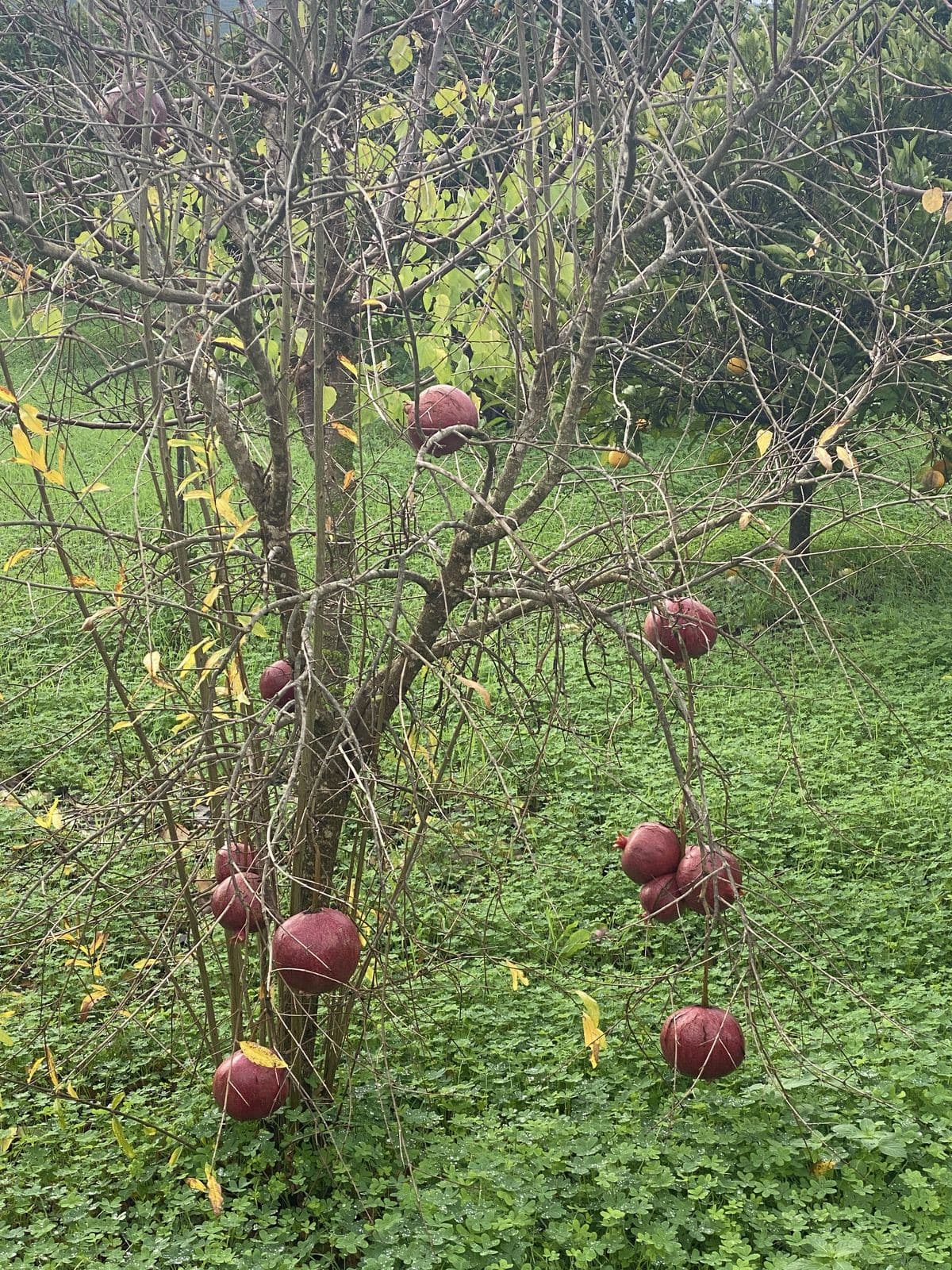 Perceel met woning en landbouwgrond in Sotogrande, Cádiz in Sotogrande - foto 19