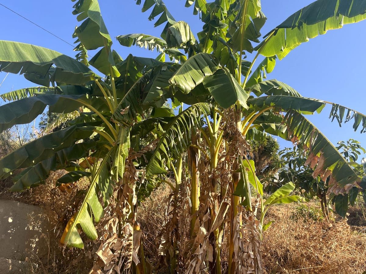 Kavel van 18.000 m² met avocado- en fruitboomgaard in Alhaurín el Grande in Alhaurín el Grande - foto 7