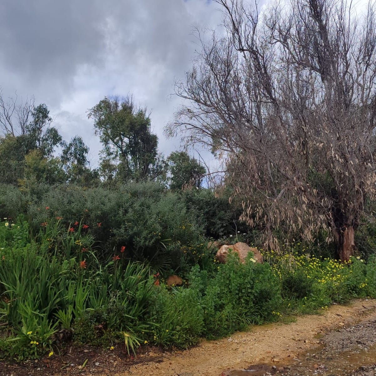 Kavel in Manilva (Chullera Park) – Investering in Manilva - foto 11